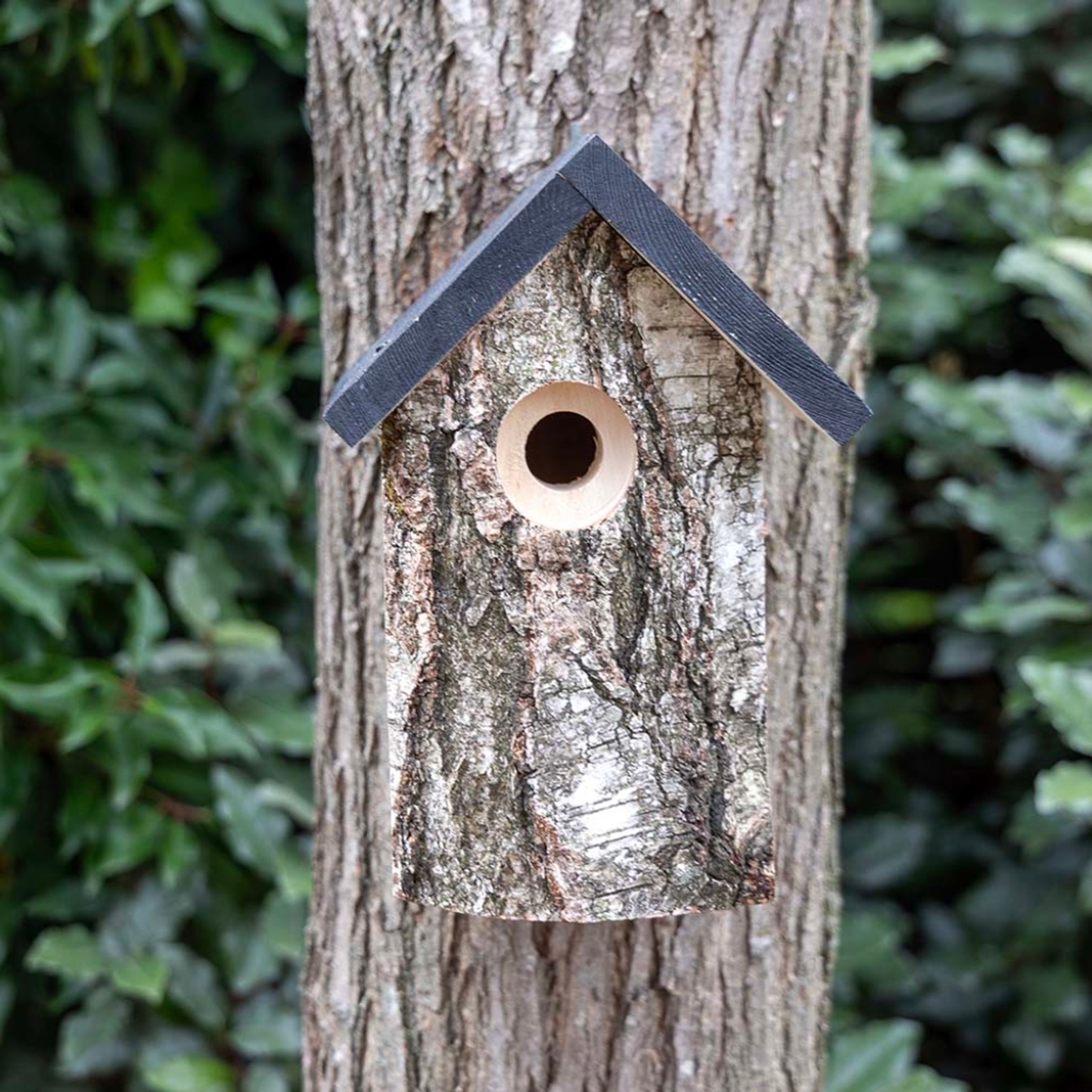 Birken-Nistkasten „Kingston“ 28 mm | Vogelhaus Birkenholz | CJ Wildlife